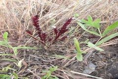 Striga gesnerioides